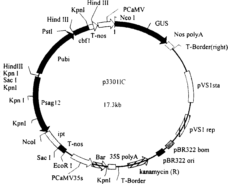 Plant bivalent anti-reverse gene bielement expression carrier