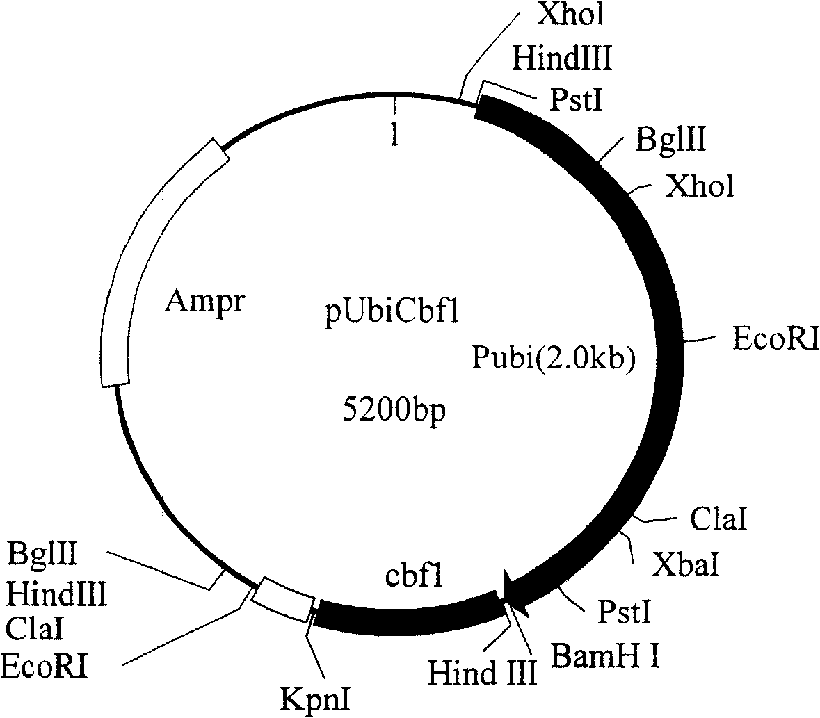 Plant bivalent anti-reverse gene bielement expression carrier