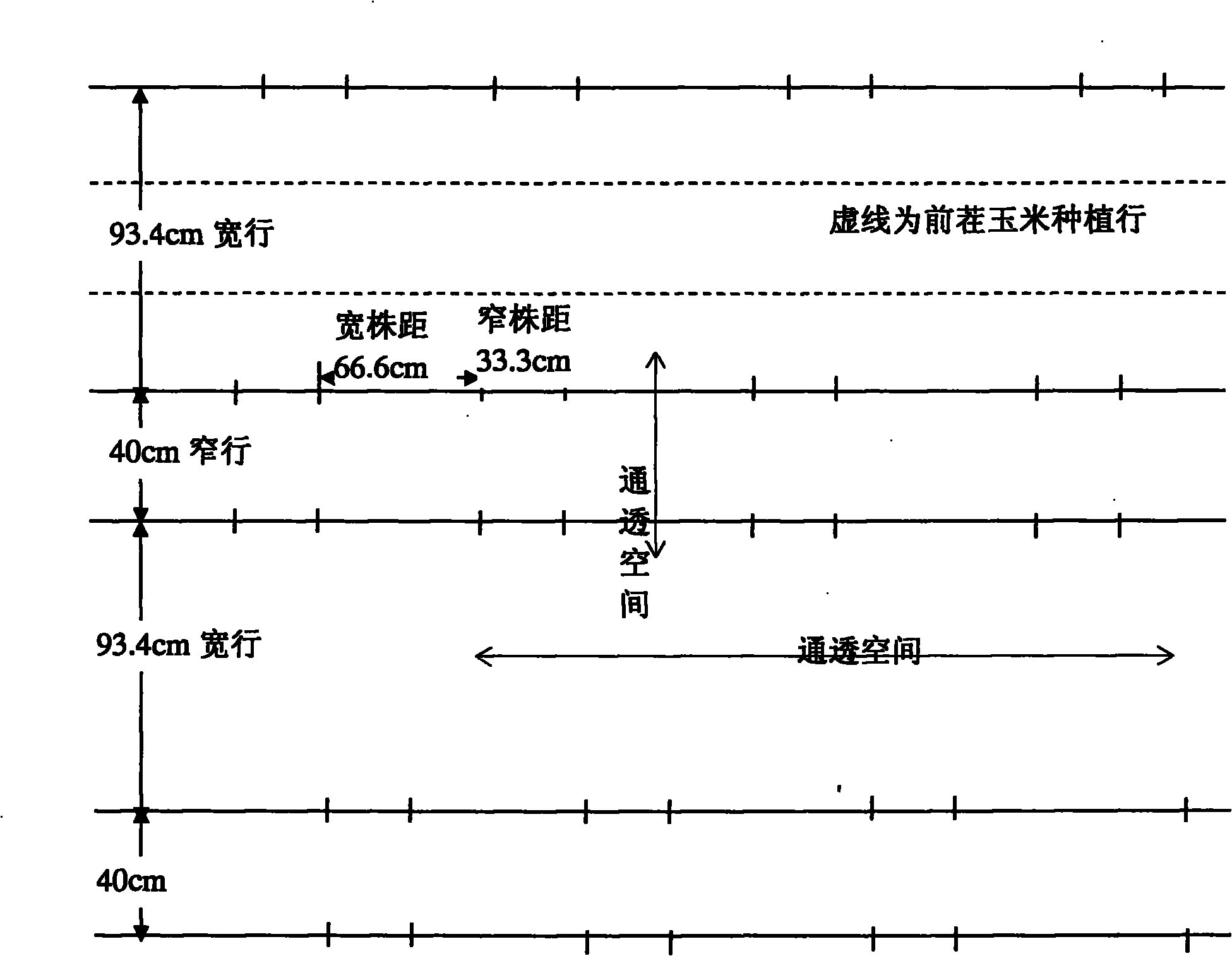 Method for cultivating double wide-narrow bushes by alternatively changing wide rows and narrow rows of corn strip field in quantified and positioned manner