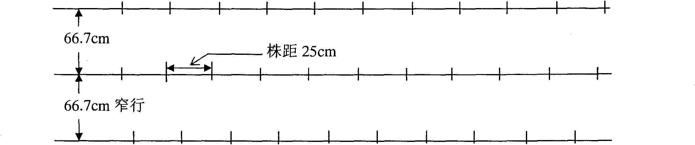 Method for cultivating double wide-narrow bushes by alternatively changing wide rows and narrow rows of corn strip field in quantified and positioned manner