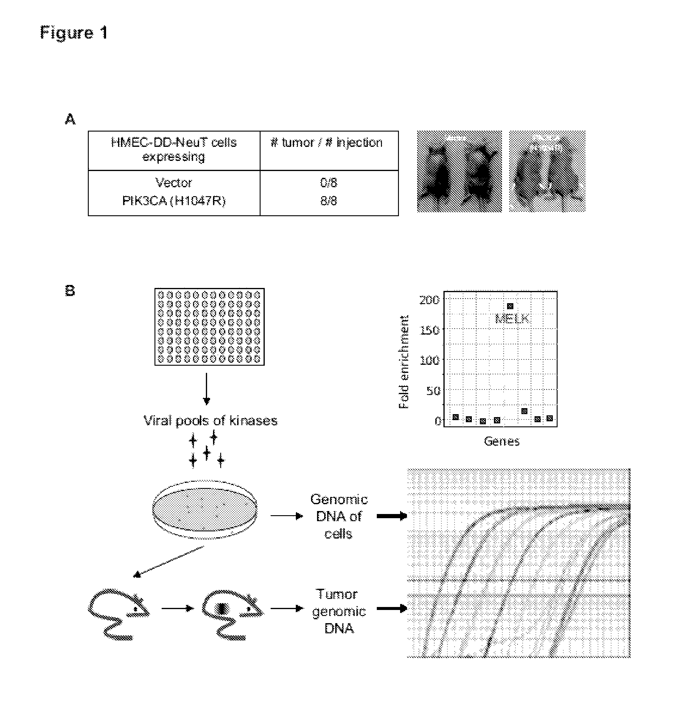 MELK regulation for the treatment of breast cancer