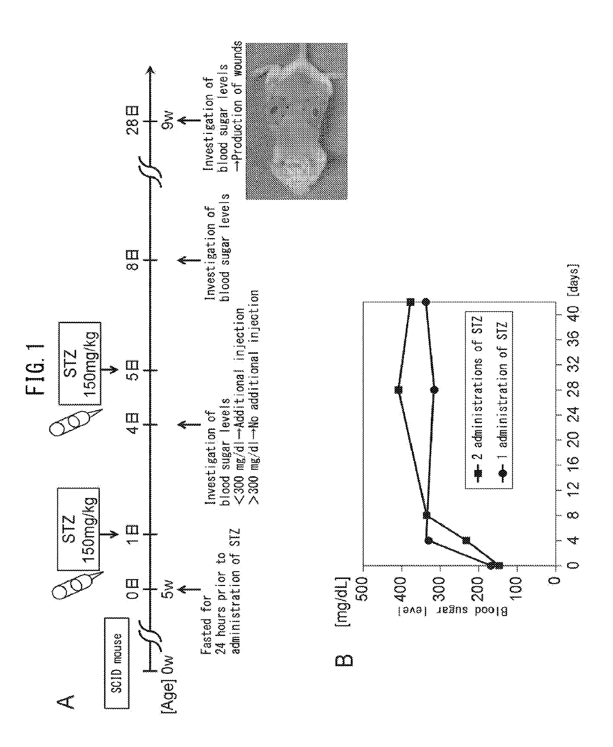 Pluripotent stem cell for treating diabetic skin ulcer