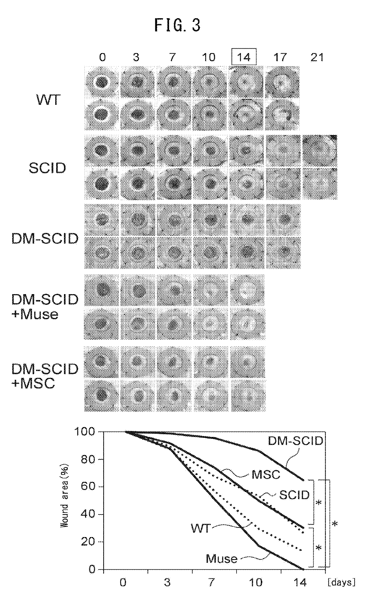 Pluripotent stem cell for treating diabetic skin ulcer