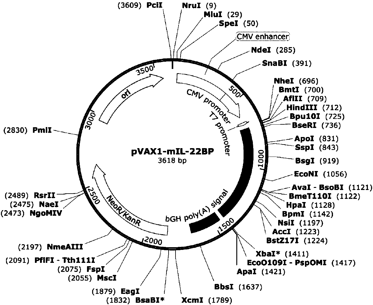 Recombinant mIL-22BP vector, and liposome complex and preparation methods and application thereof