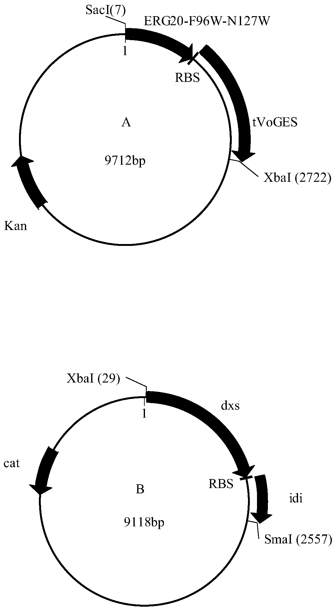 Corynebacterium glutamate for synthesizing geraniol and construction method and application of corynebacterium glutamate