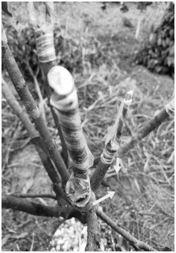 Method for improving top-grafting variety-change survival rate of macadamia ternifolia