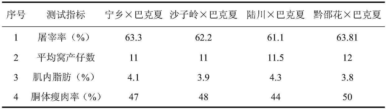 Multiplication-strain breeding method for commercial pigs, and suckling pig and roast suckling pig