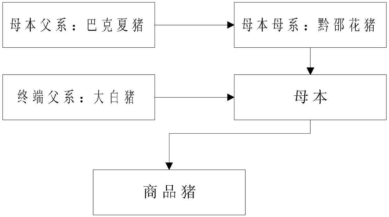 Multiplication-strain breeding method for commercial pigs, and suckling pig and roast suckling pig