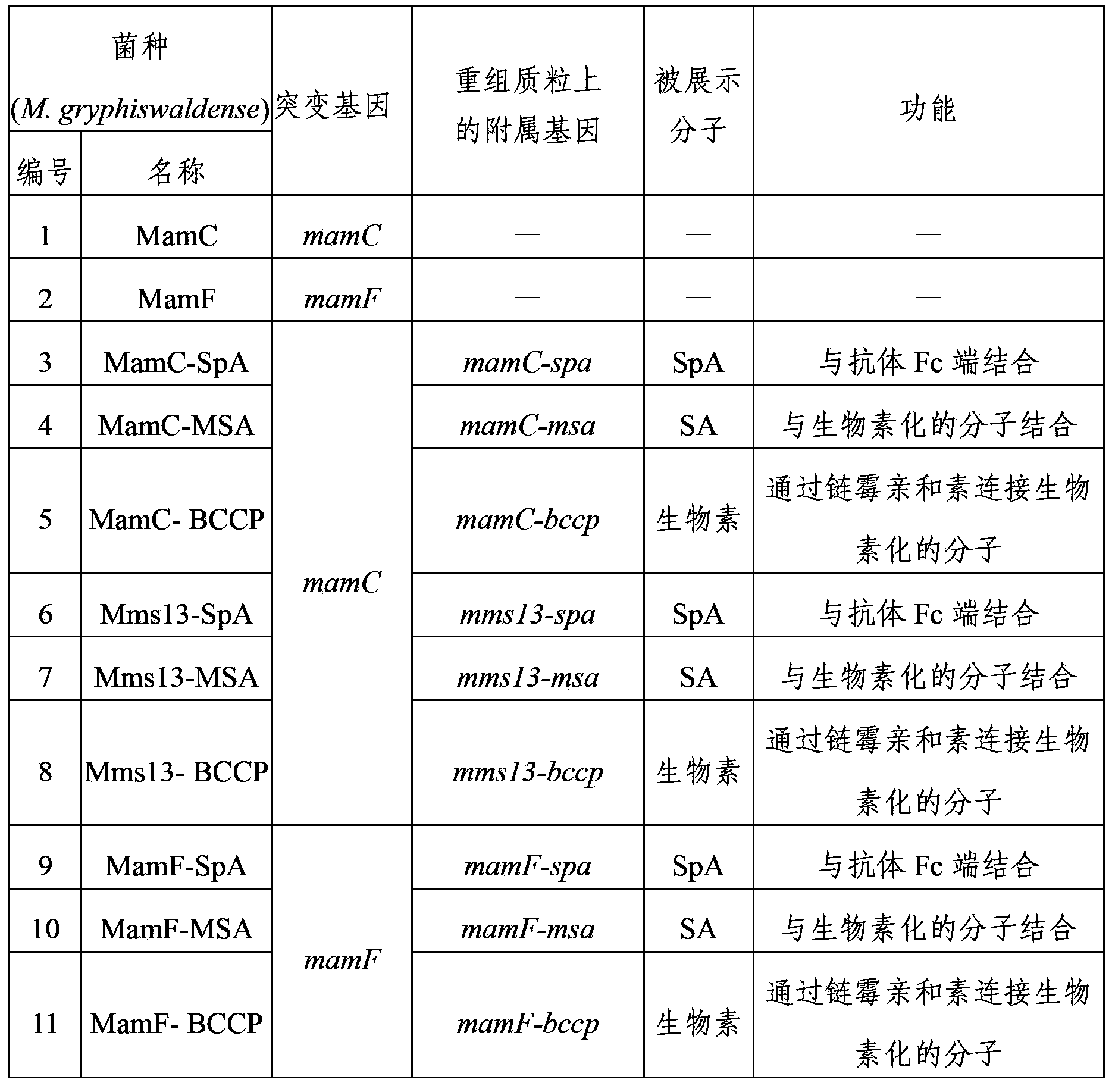 Recombinant magnetospirillum gryphiswaldense and applications thereof