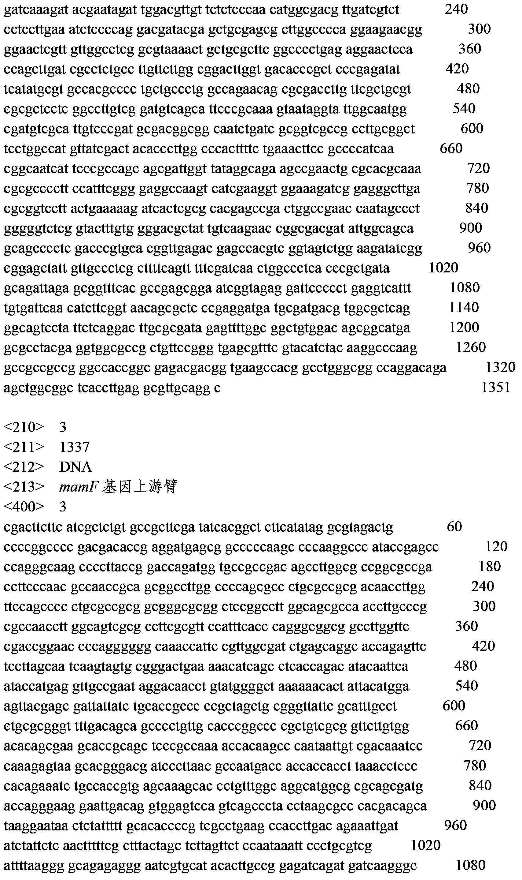 Recombinant magnetospirillum gryphiswaldense and applications thereof