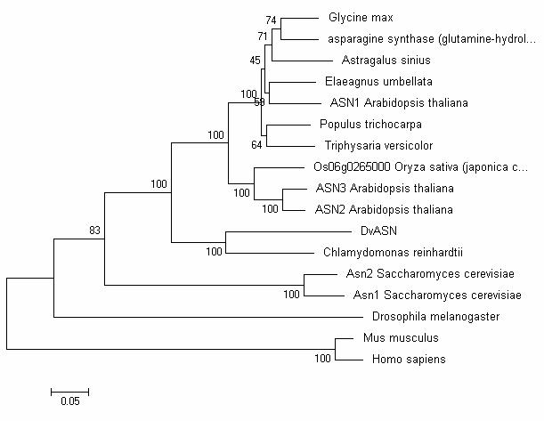 Gene with asparagine synthetase function, encoding protein and application thereof