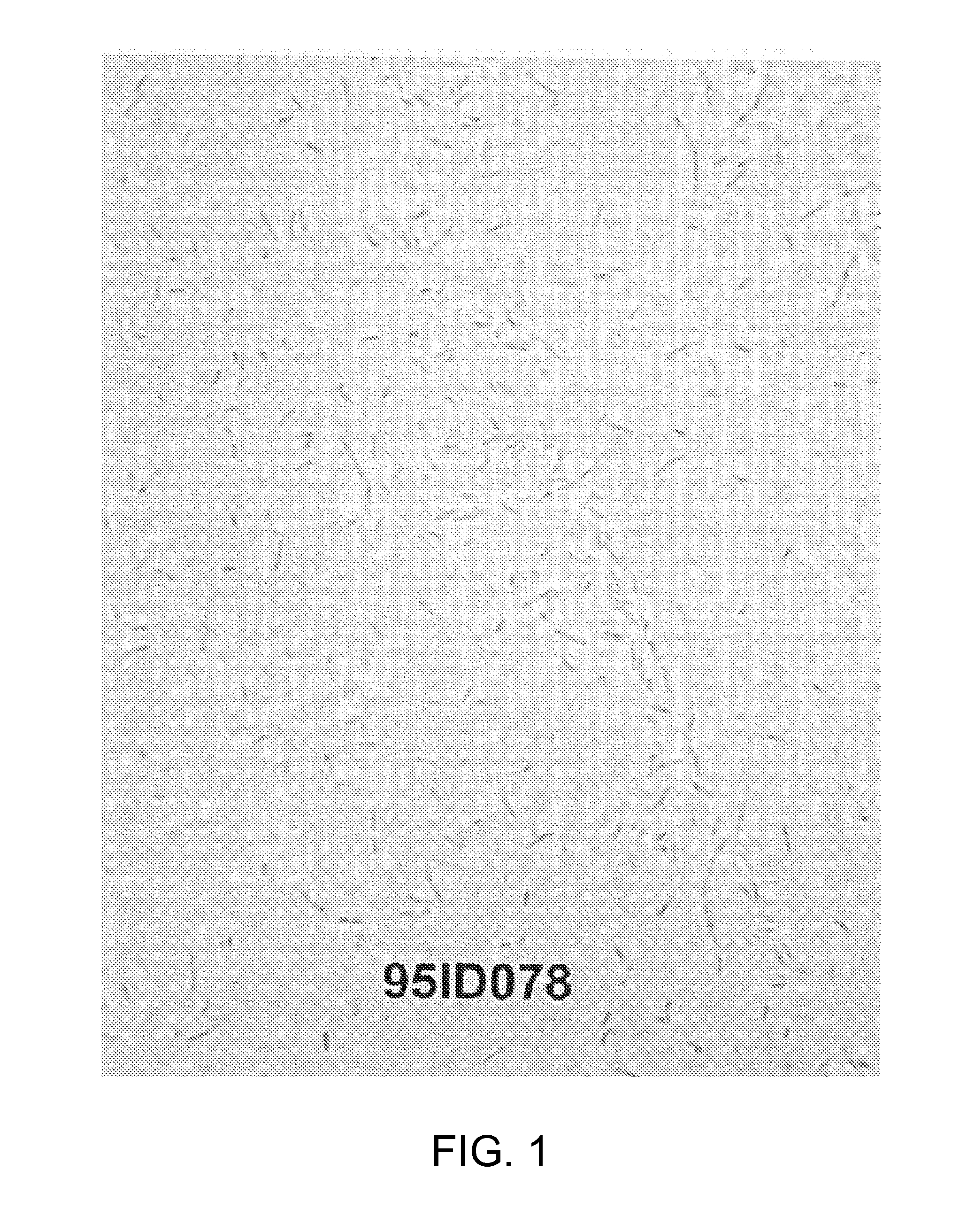 Pseudomonas sp. strain and method of producing chitinase, chitosanase and nattokinase using the same