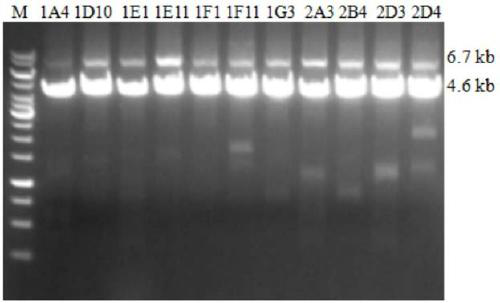 Construction method of AURKA-CKO1-N condition gene knockout mouse model