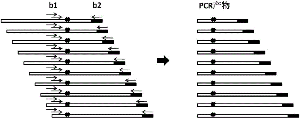 Primer composition for detecting fragmentized DNA target area and application thereof