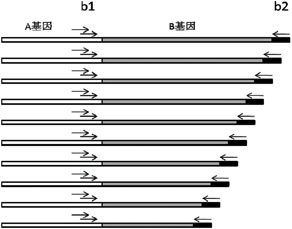 Primer composition for detecting fragmentized DNA target area and application thereof