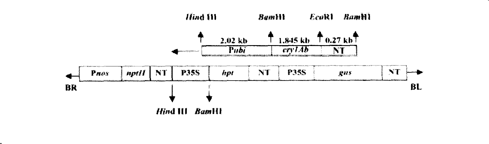 Side sequence of exogenous insert of transgene paddy strain Kemingdao 1