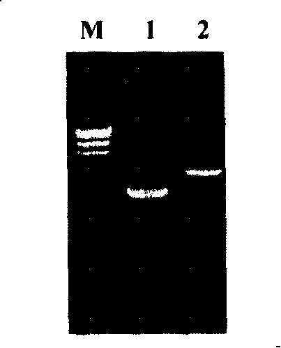 Side sequence of exogenous insert of transgene paddy strain Kemingdao 1