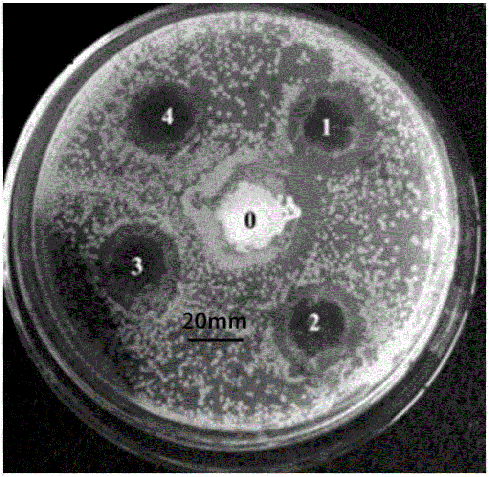 Invisible chlorine dioxide oyster shell calcium supplementing and odor removing antibacterial material and preparation method thereof