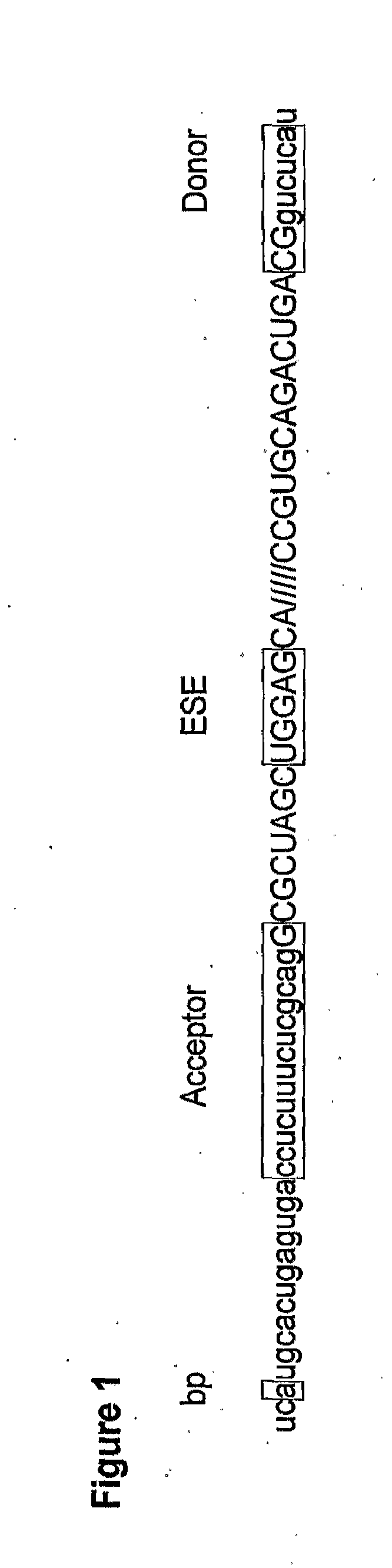 Antisense molecules and methods for treating pathologies