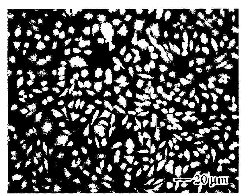 Process for the preparation of graphene