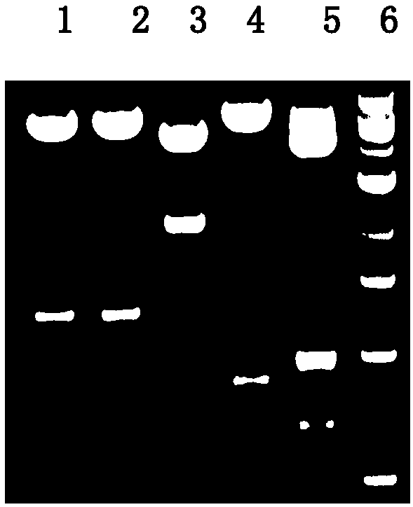 LMP-2 recombinant adeno-associated virus vector and construction method and application thereof