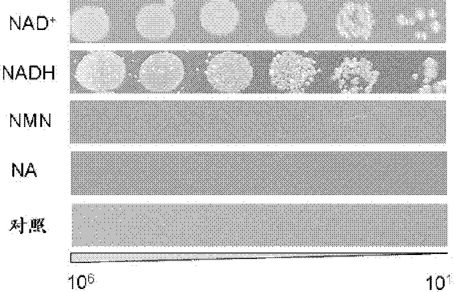 Construction and applications of nicotinamide adenine dinucleotide auxotroph escherichia coli