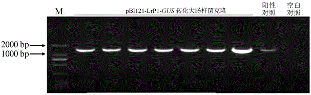 Lilium regale inducible promoter and application thereof