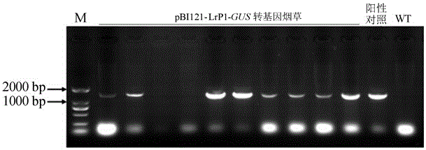 Lilium regale inducible promoter and application thereof