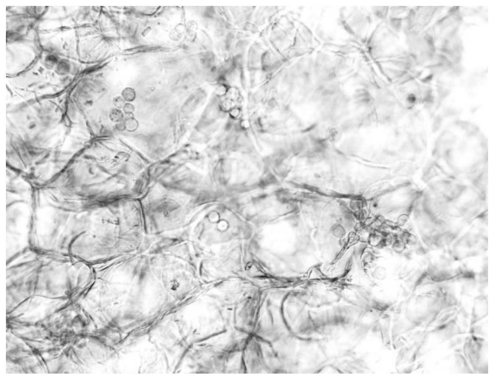 An underwater transparent porous cellulose paper-based material for cell culture and its preparation method and application