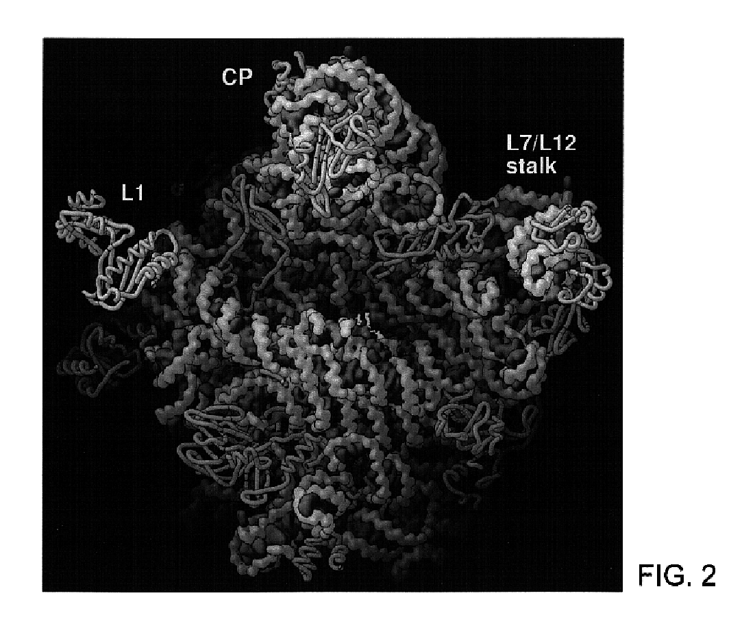 Method of identifying molecules that bind to the large ribosomal subunit