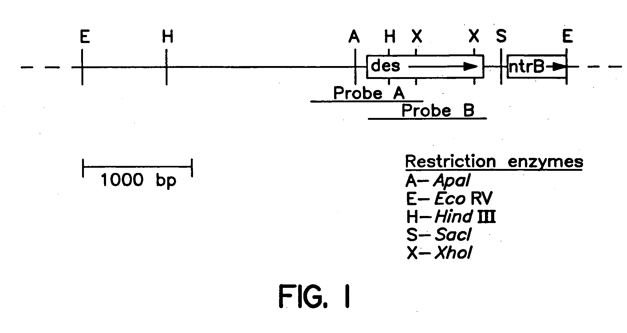 Method of screening anti-mycobacterial molecules