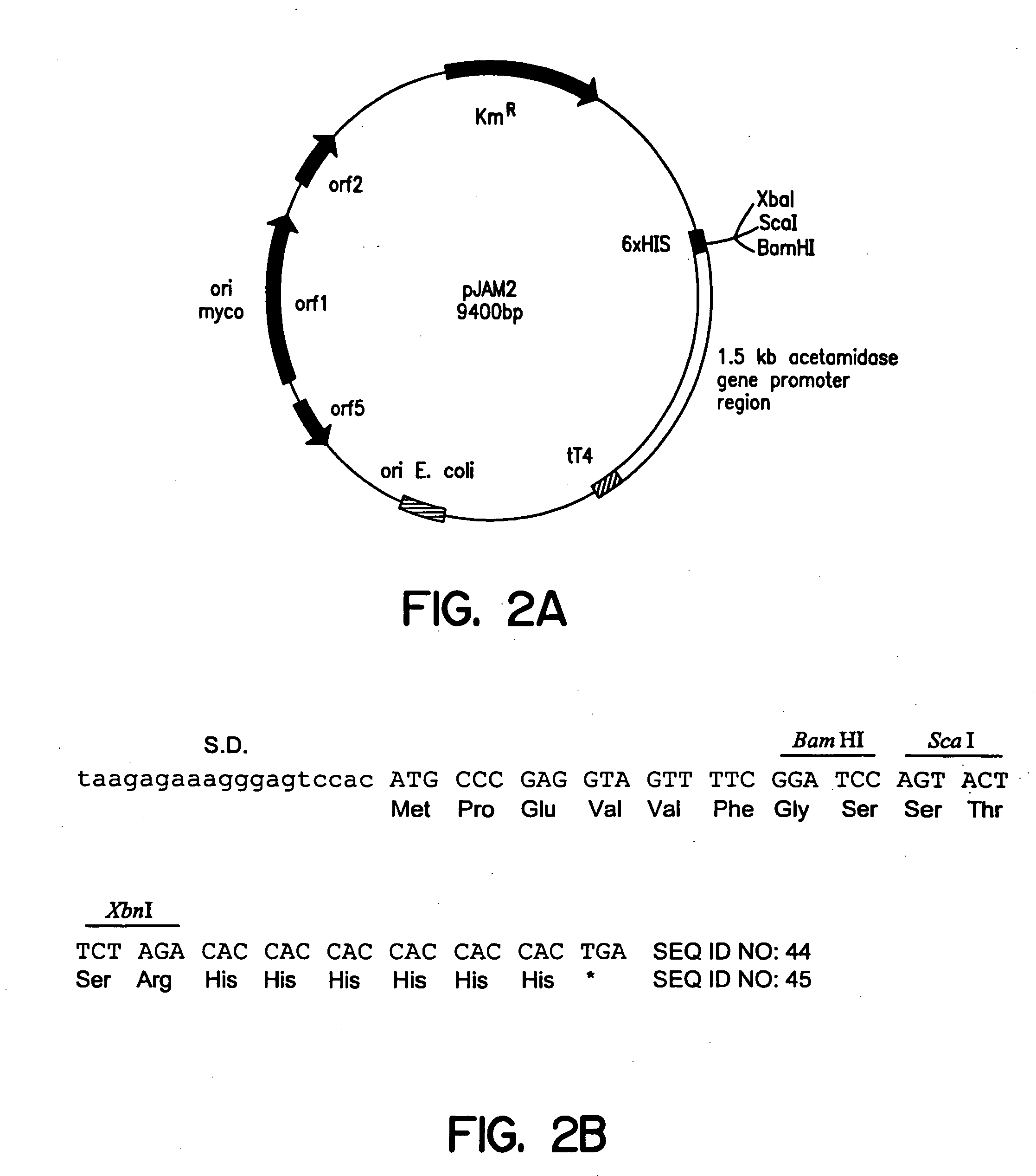 Method of screening anti-mycobacterial molecules