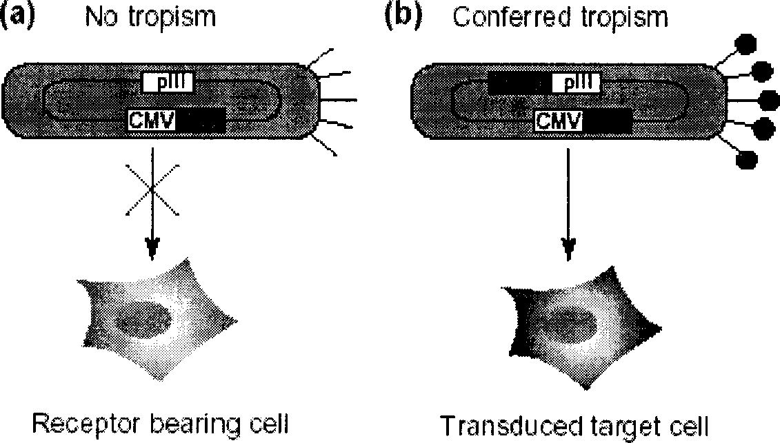 Method for preparing phase granule for displaying polypeptide