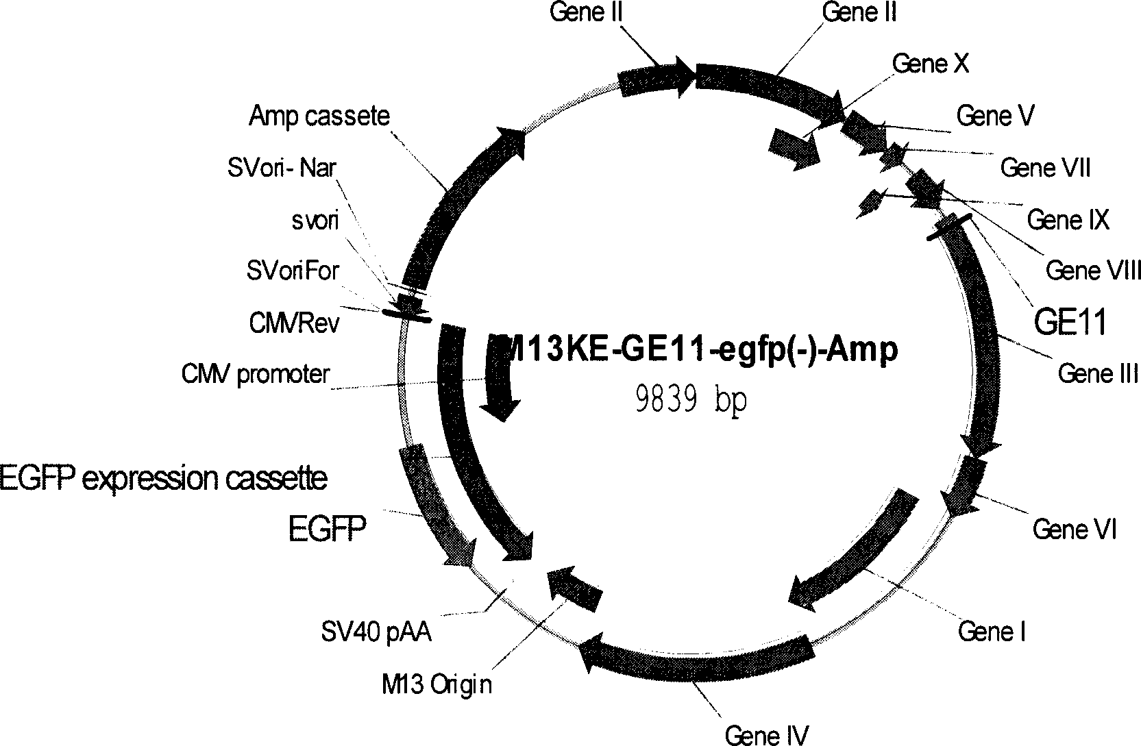 Method for preparing phase granule for displaying polypeptide