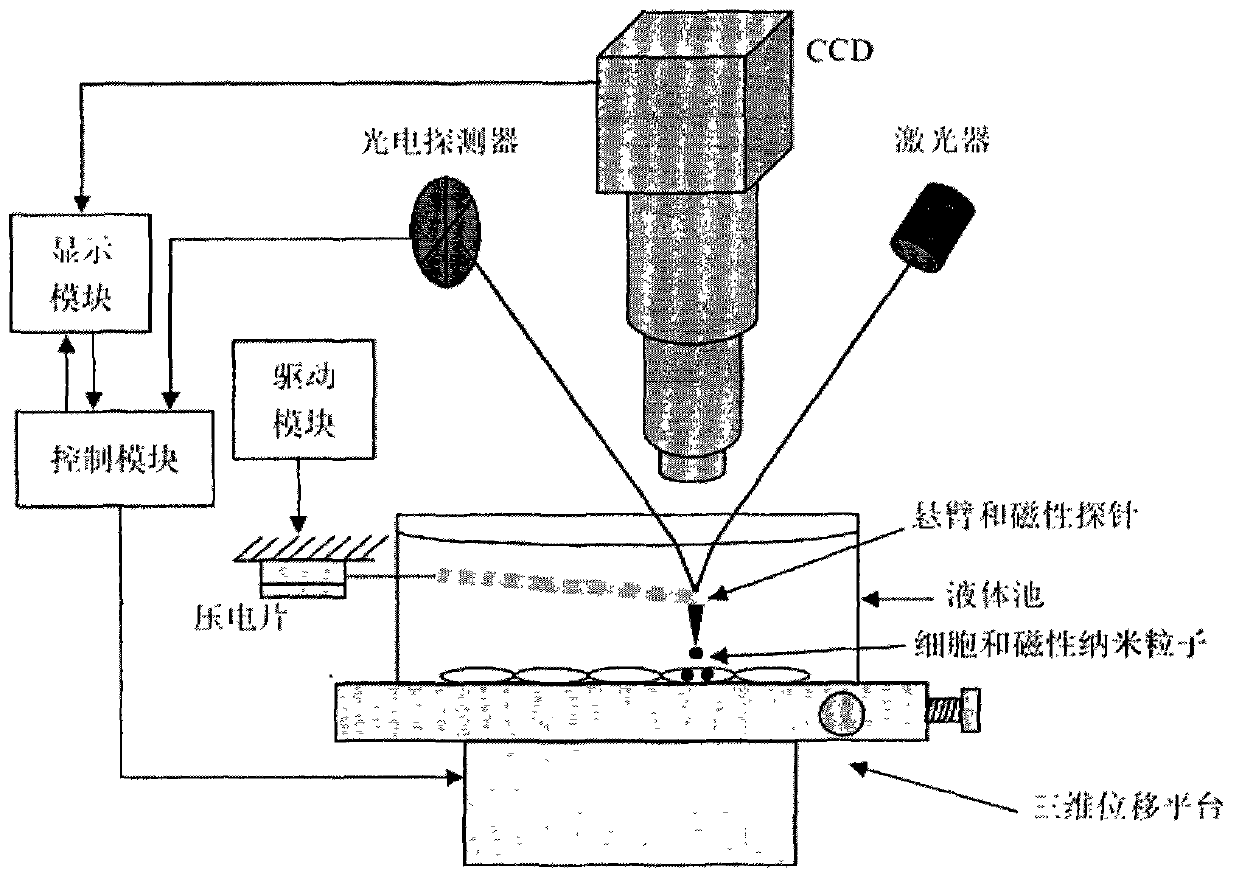 Method and system for carrying out magnetic micromanipulation on cell in physiological environment