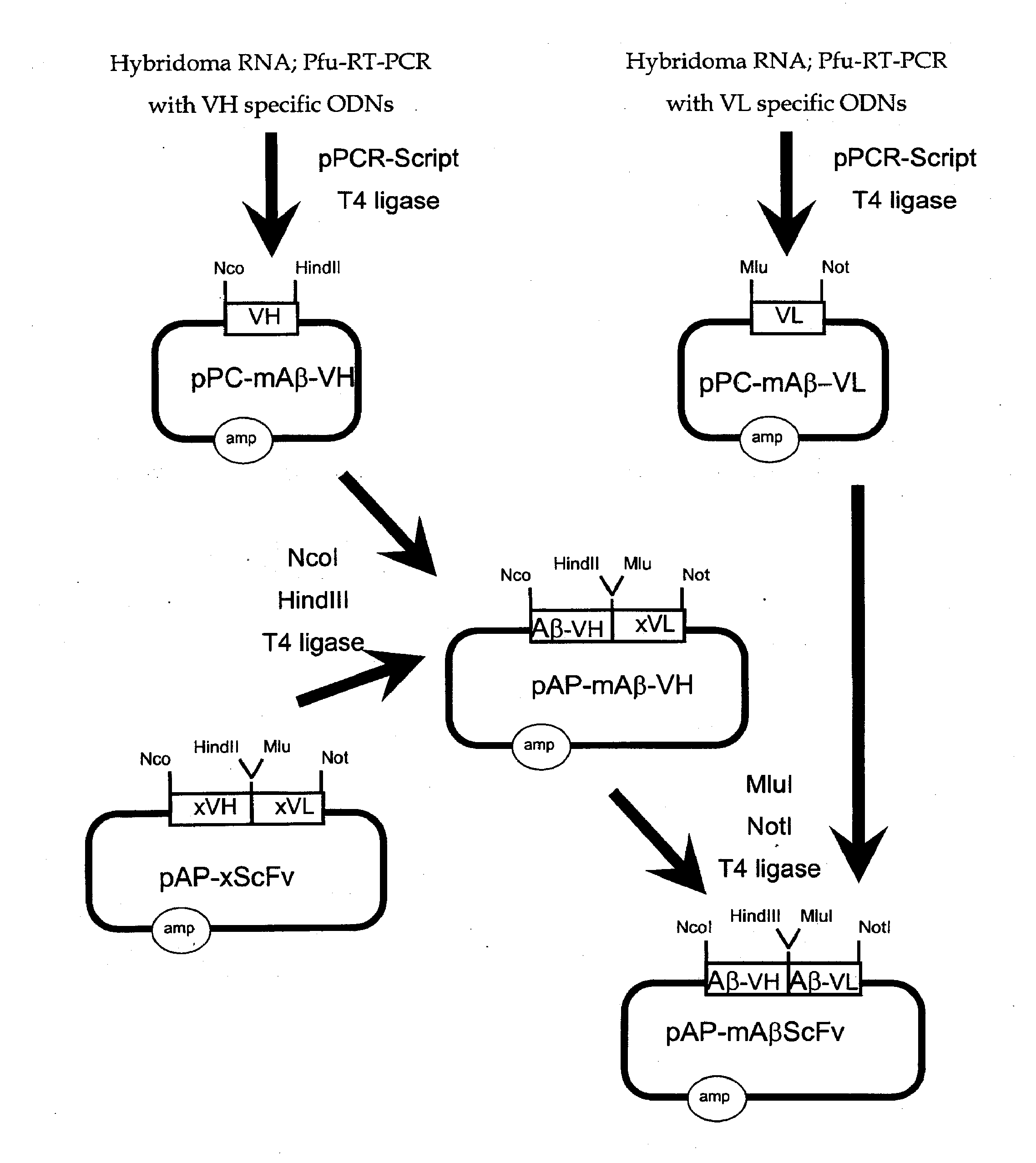 Methods for Diagnosing and Treating CNS Disorders by Trans-Blood-Brain Barrier Delivery of Protein Compositions