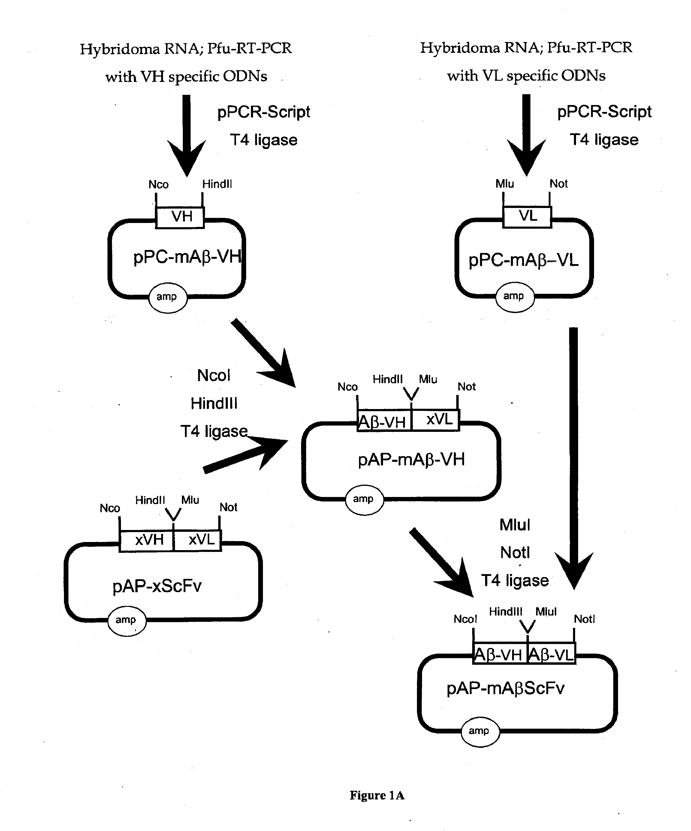 Methods for Diagnosing and Treating CNS Disorders by Trans-Blood-Brain Barrier Delivery of Protein Compositions