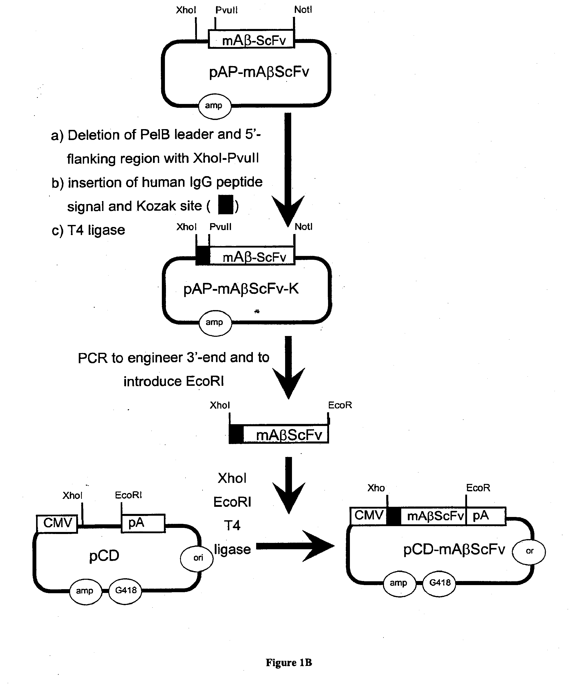 Methods for Diagnosing and Treating CNS Disorders by Trans-Blood-Brain Barrier Delivery of Protein Compositions