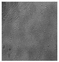 Microalgae sulfated complex polysaccharide and its preparation method and application