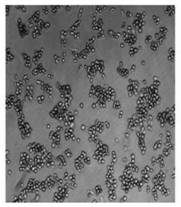 Microalgae sulfated complex polysaccharide and its preparation method and application