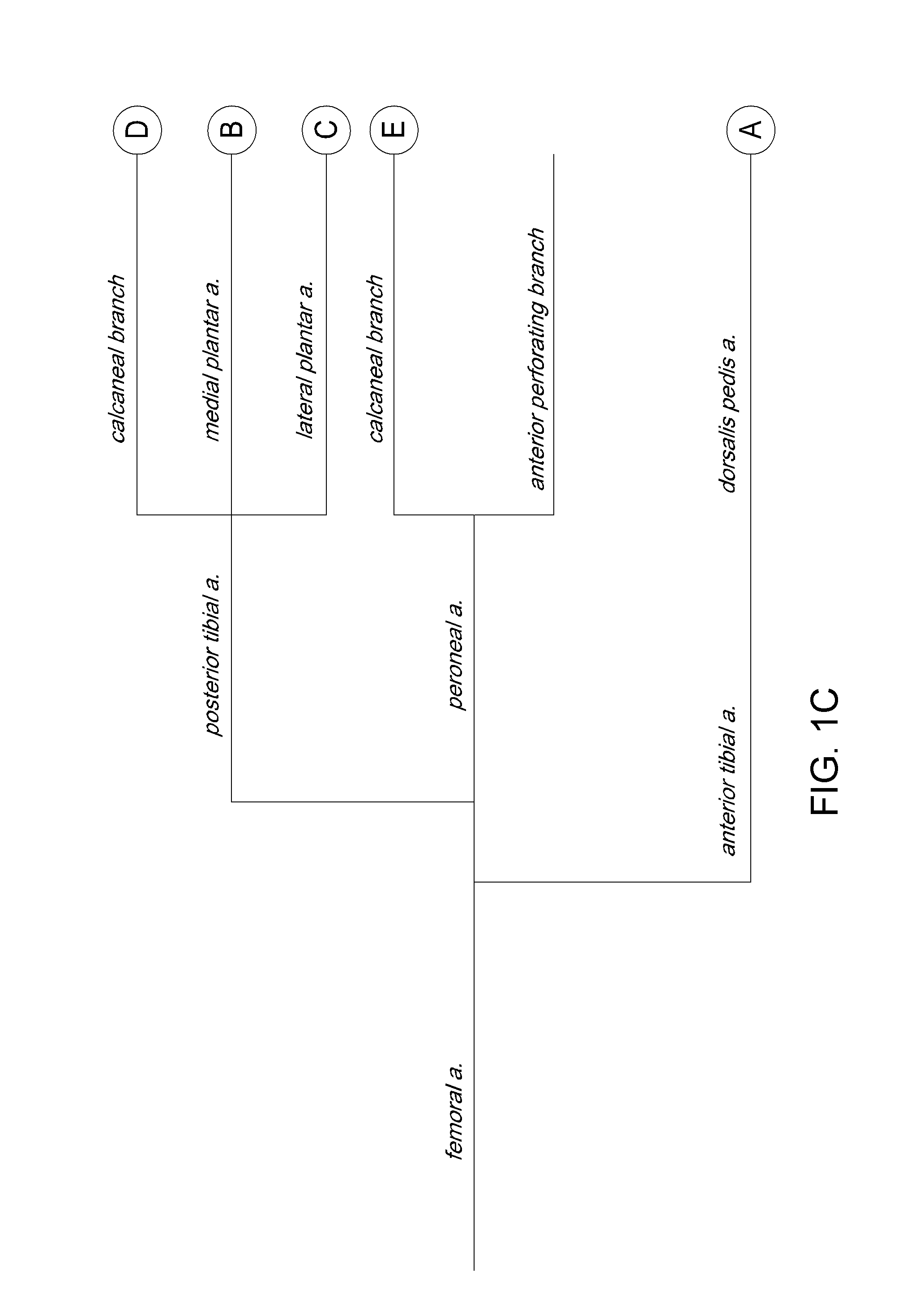 Systems and methods for pedal revascularization assessment