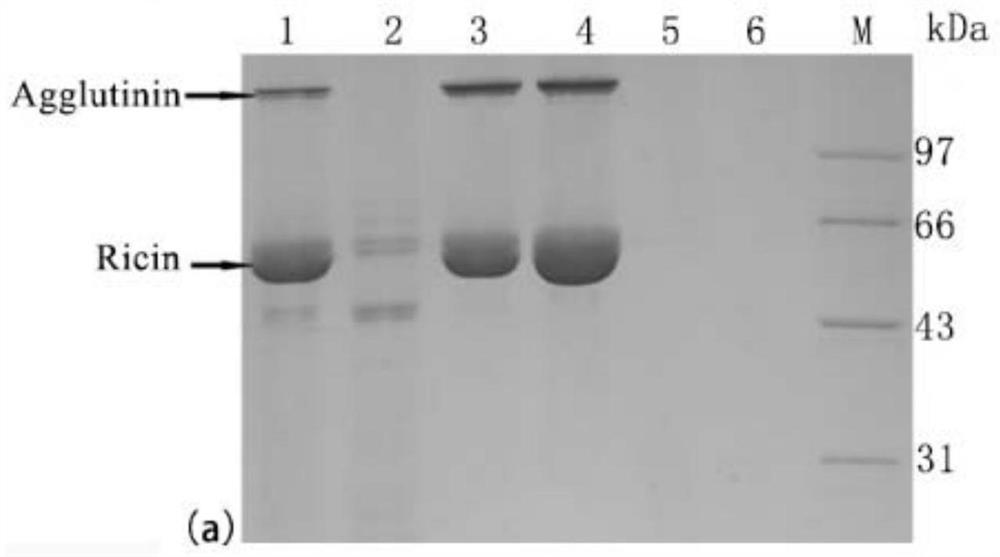 Rapid quantitative detection card for ricin