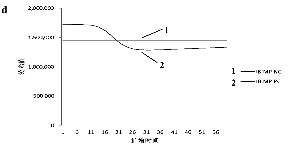 A highly specific probe for real-time detection of nasba products