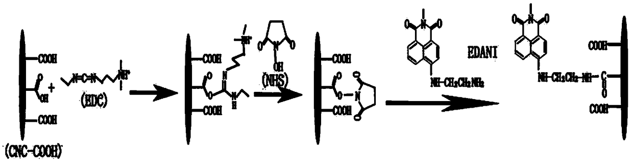 Nano-crystal cellulose fluorescent probe for detecting metal ions and preparation method thereof