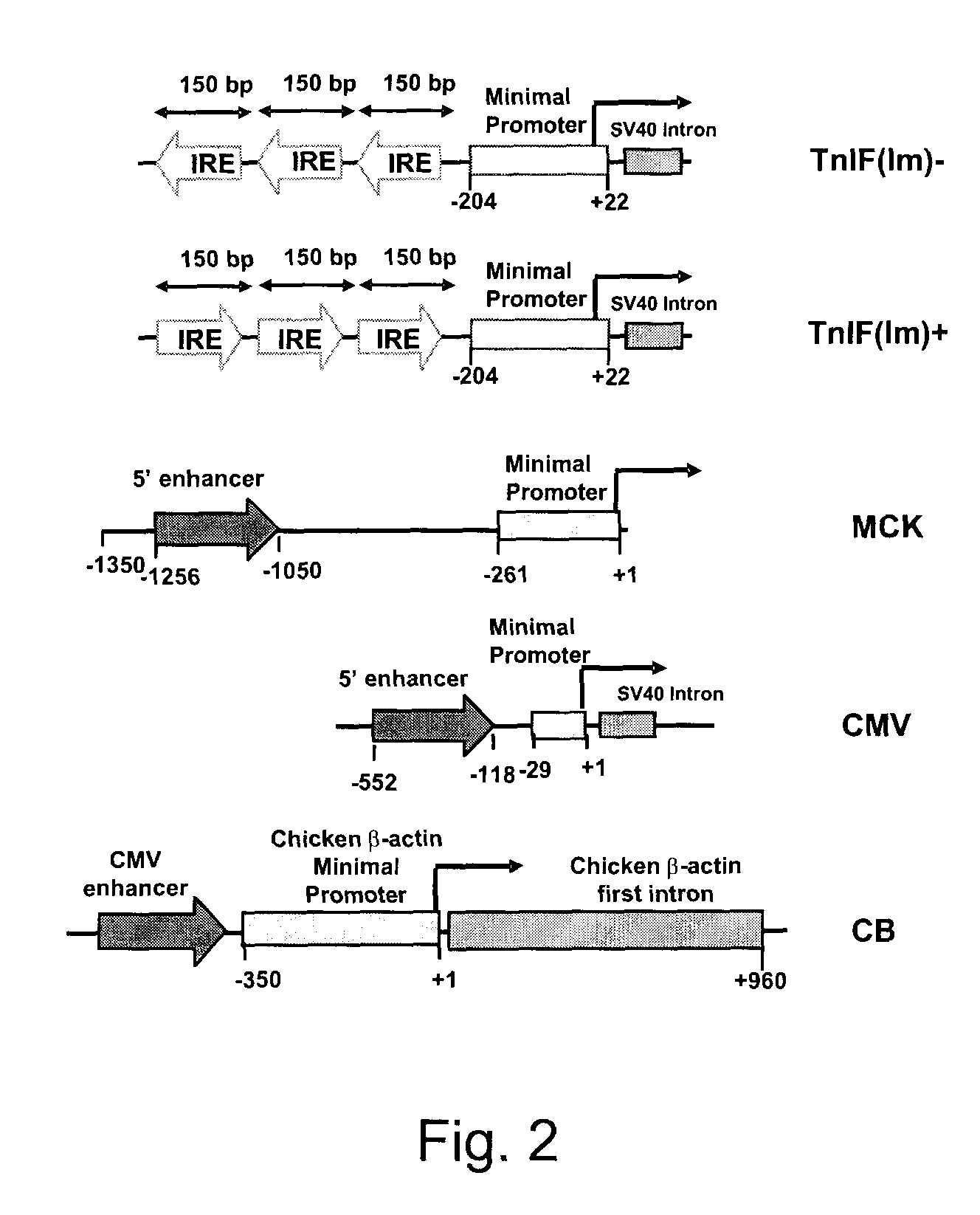 Constructs for enhancement of gene expression in muscle