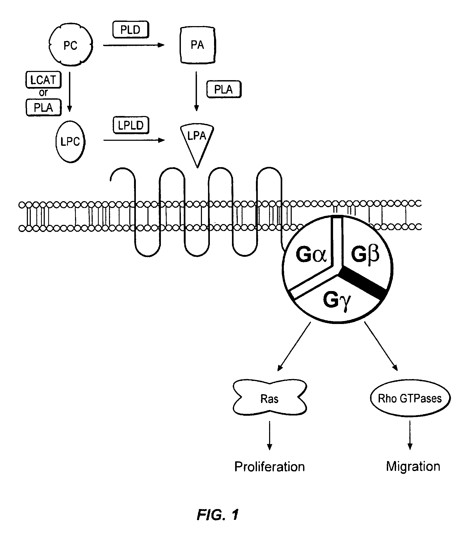 Compounds and methods of use thereof for assaying lysophospholipase D activity