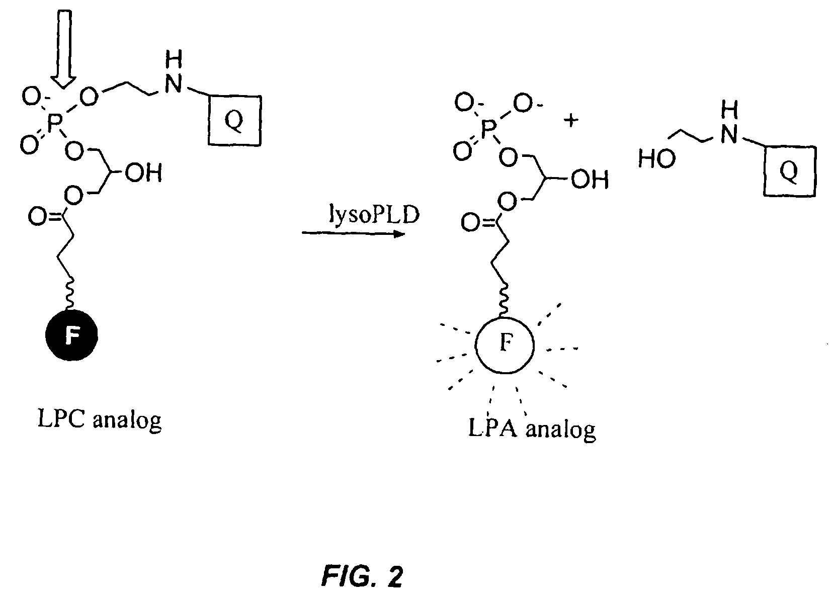 Compounds and methods of use thereof for assaying lysophospholipase D activity