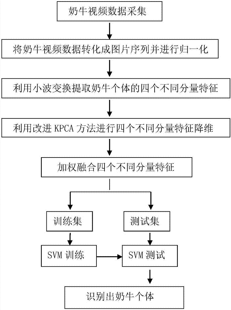 Method for individual cow identification