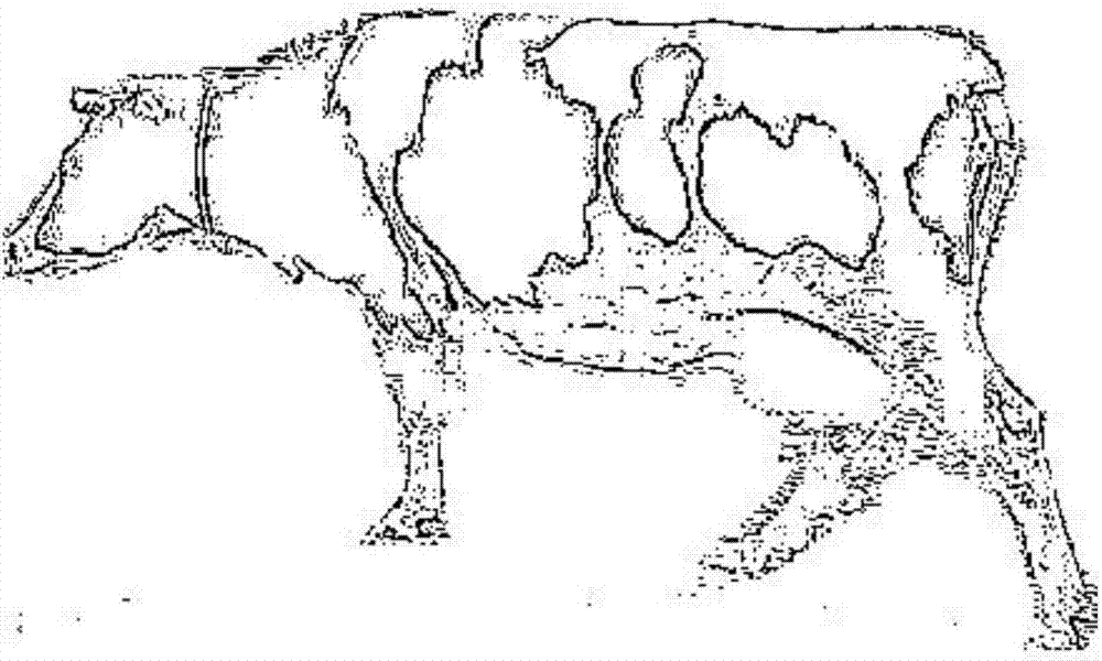 Method for individual cow identification