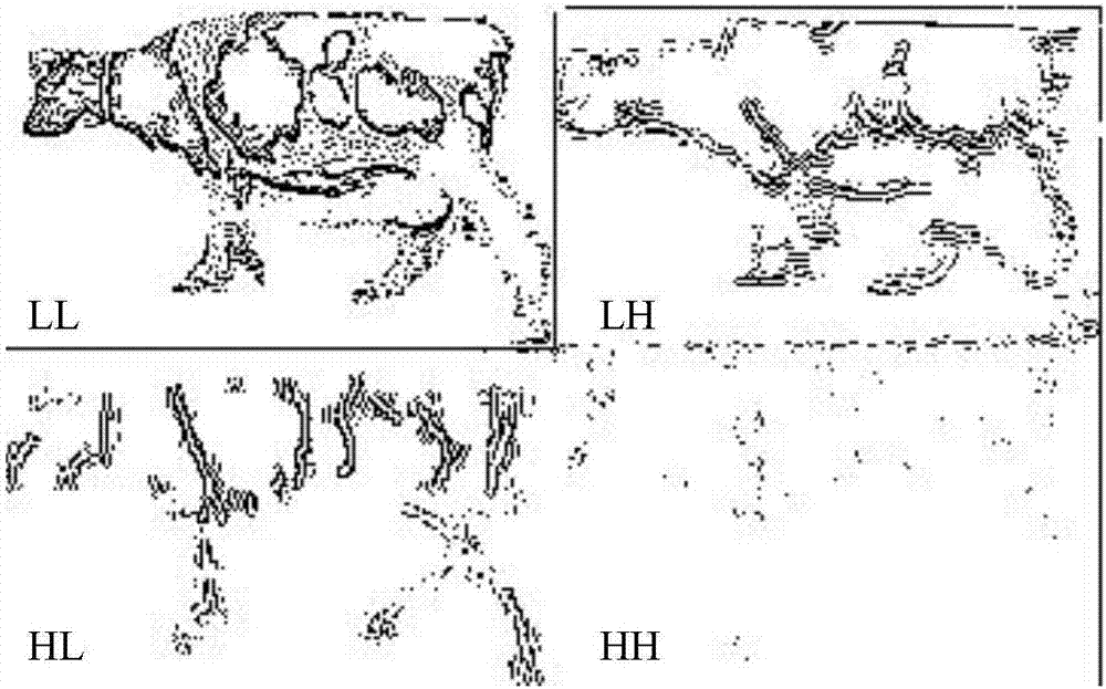 Method for individual cow identification